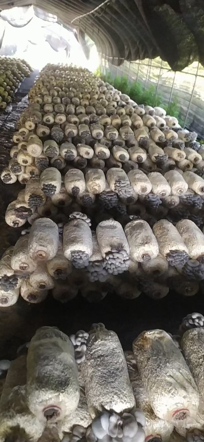 诚信第一精品黑平菇自家一手货源货源充足欢迎下单