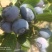 蓝莓鲜果