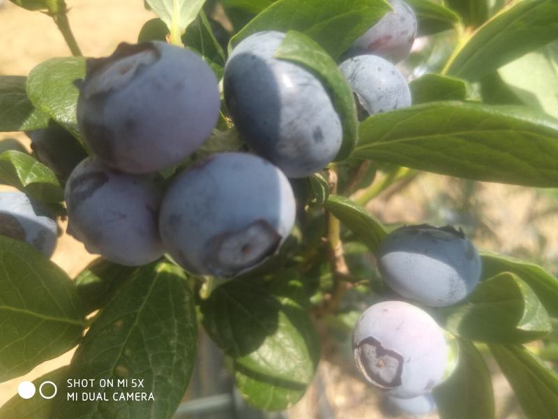 蓝莓鲜果