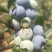 蓝莓鲜果