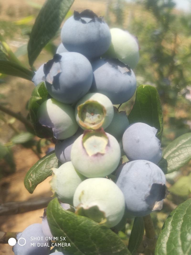 蓝莓鲜果