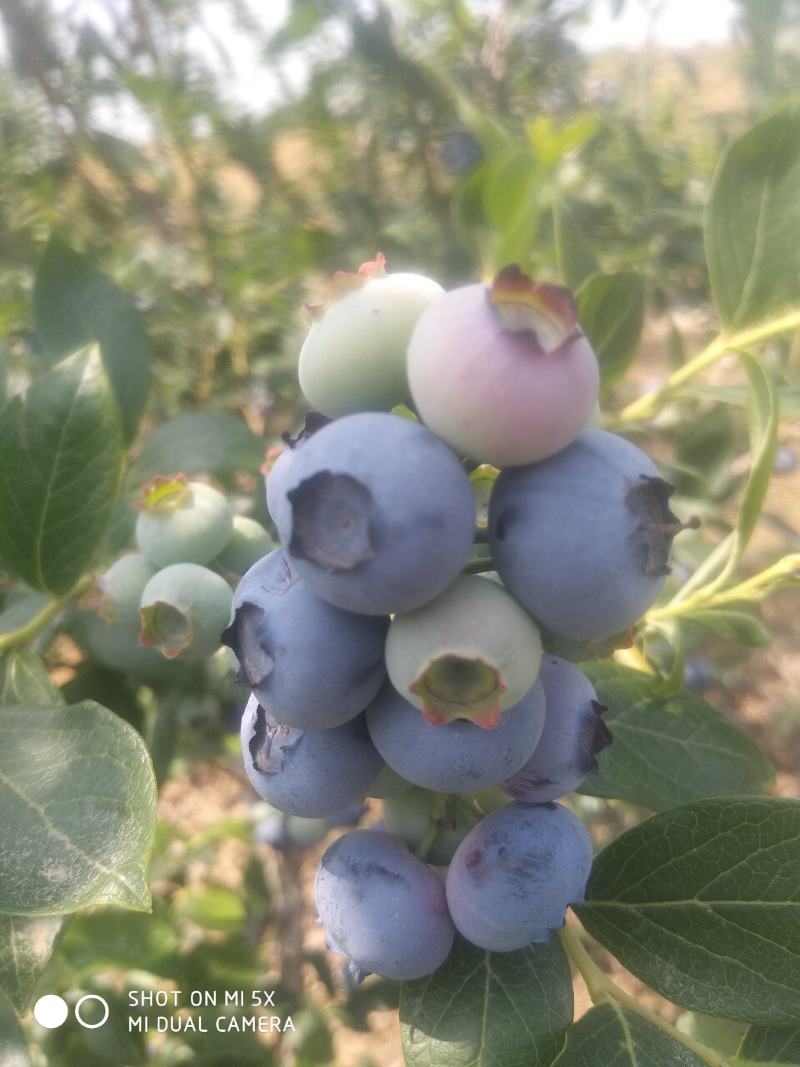 蓝莓鲜果