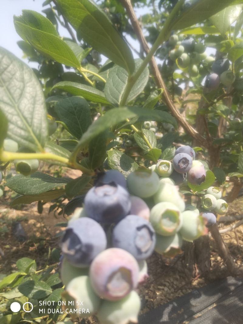蓝莓鲜果