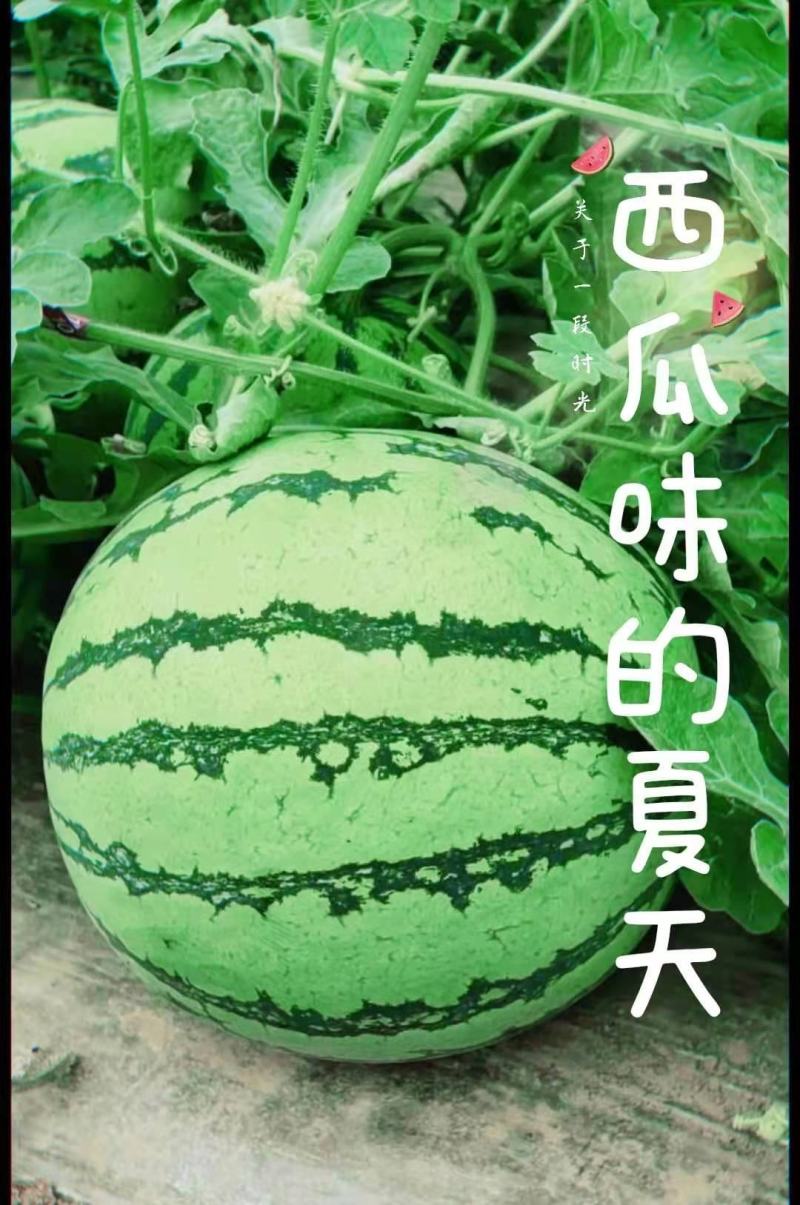 夏宝，夏乐，甜蜜蜜西瓜口感好脆甜量大从优，