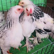婆罗门鸡婆罗门鸡受精种蛋大体梵天鸡养殖种公鸡
