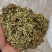 精品贵州安龙金银花花苞未开生晒无硫纯野生，欢迎咨询