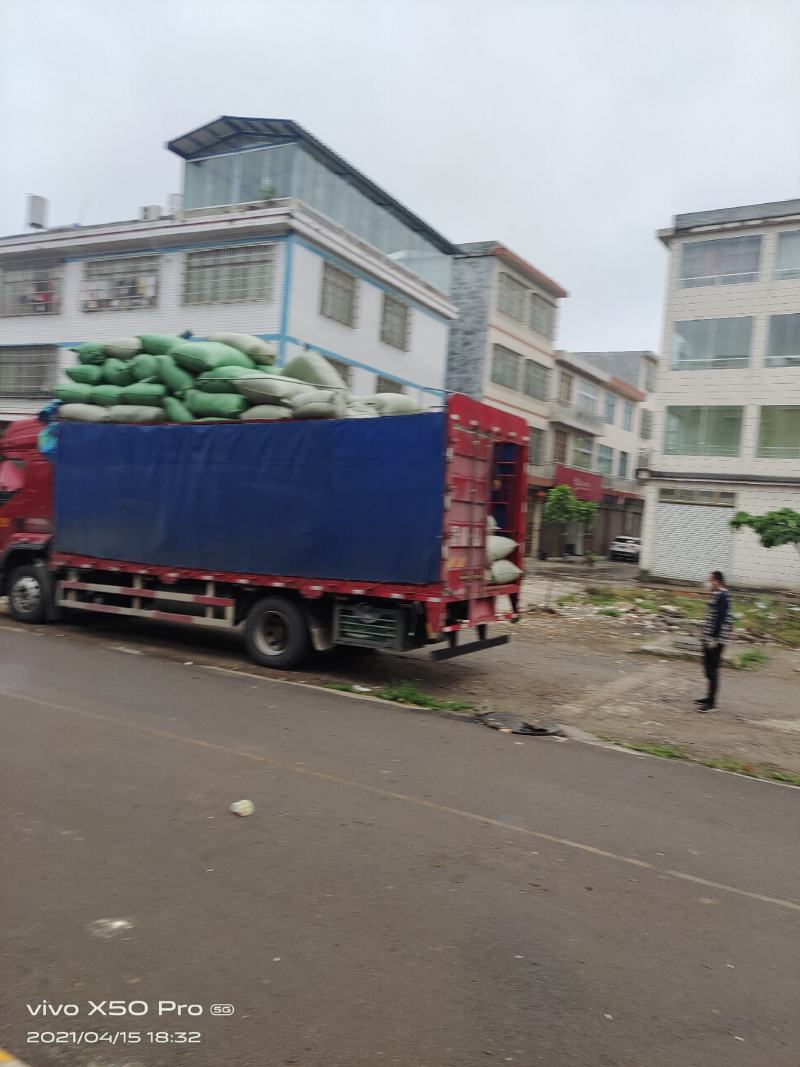 精品贵州安龙金银花花苞未开生晒无硫纯野生，欢迎咨询