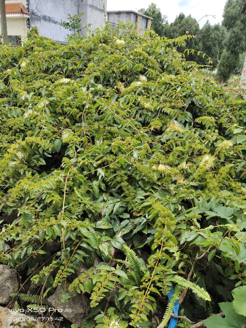 精品贵州安龙金银花花苞未开生晒无硫纯野生，欢迎咨询