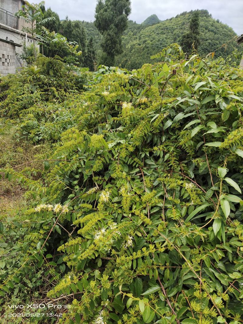 精品贵州安龙金银花花苞未开生晒无硫纯野生，欢迎咨询