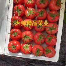 【西红柿】产地直销价格从优。产地直销。