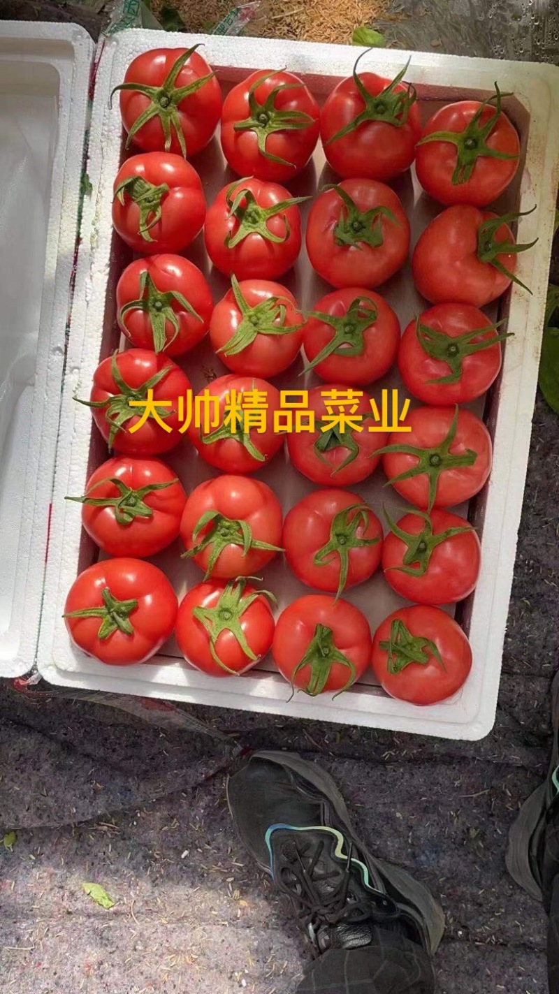 【西红柿】产地直销价格从优。产地直销。