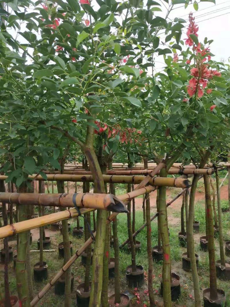 基地直销5~15分鸡冠刺桐移植苗，大量出售