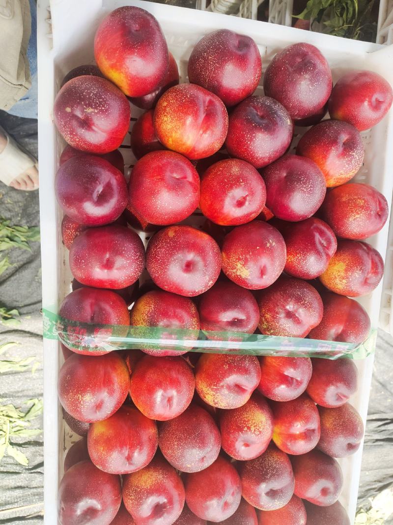 油桃