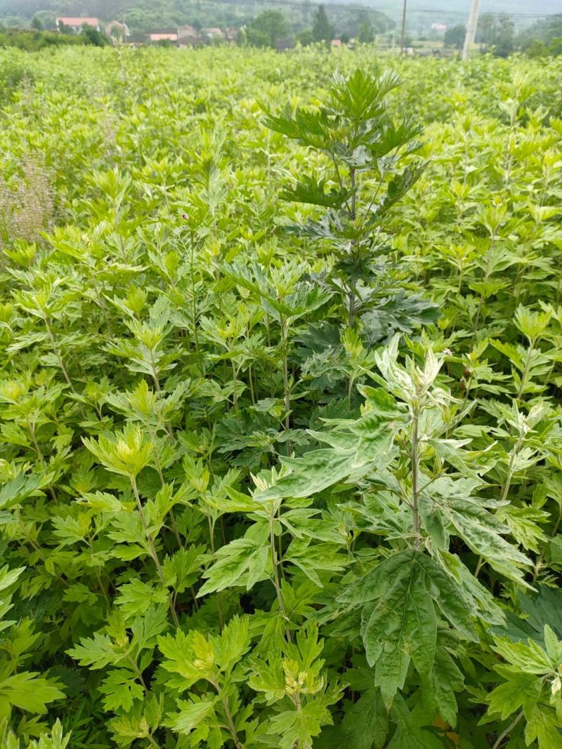 艾叶、蕲艾制绒艾、艾草，中药材大量现货全国可发