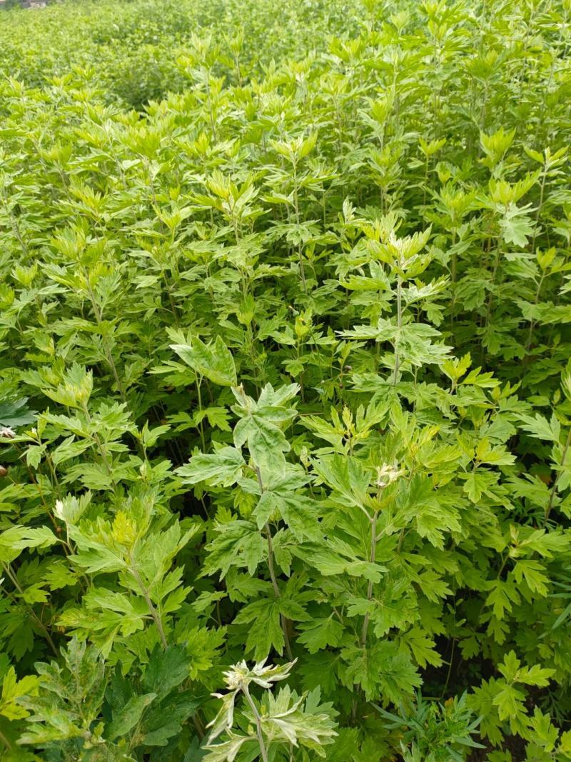 艾叶、蕲艾制绒艾、艾草，中药材大量现货全国可发