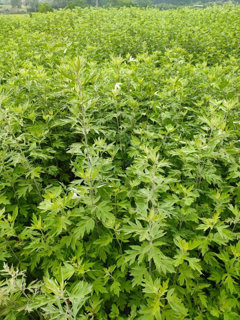 艾叶、蕲艾制绒艾、艾草，中药材大量现货全国可发