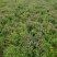 【基地发货】夏枯球、夏枯草，规格齐全对接全国各地客户