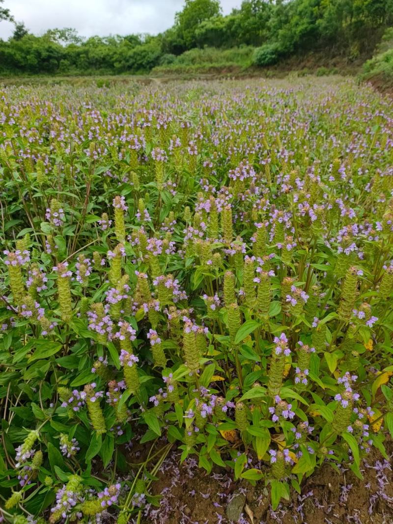 【基地发货】夏枯球、夏枯草，规格齐全对接全国各地客户