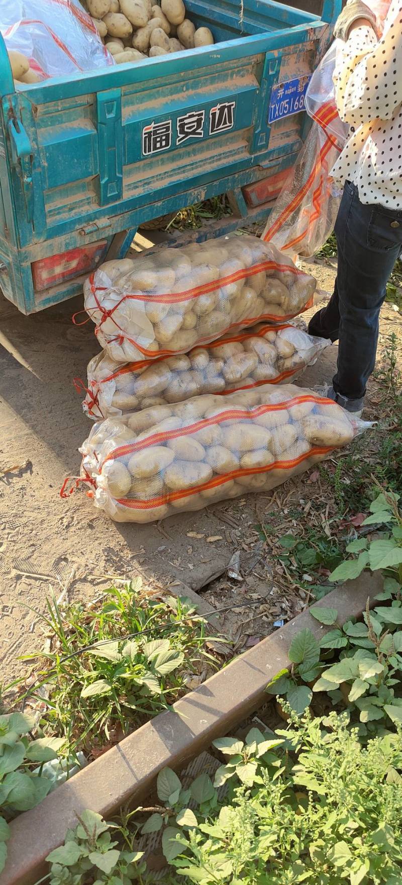 黄皮黄心土豆大量出售，荷兰十五个头大薯型正
