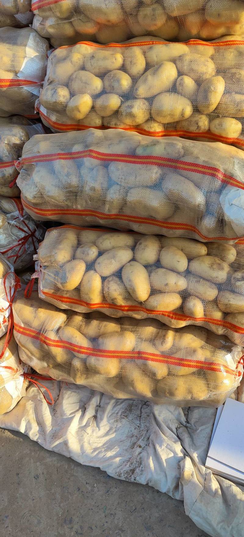 黄皮黄心土豆大量出售，荷兰十五个头大薯型正