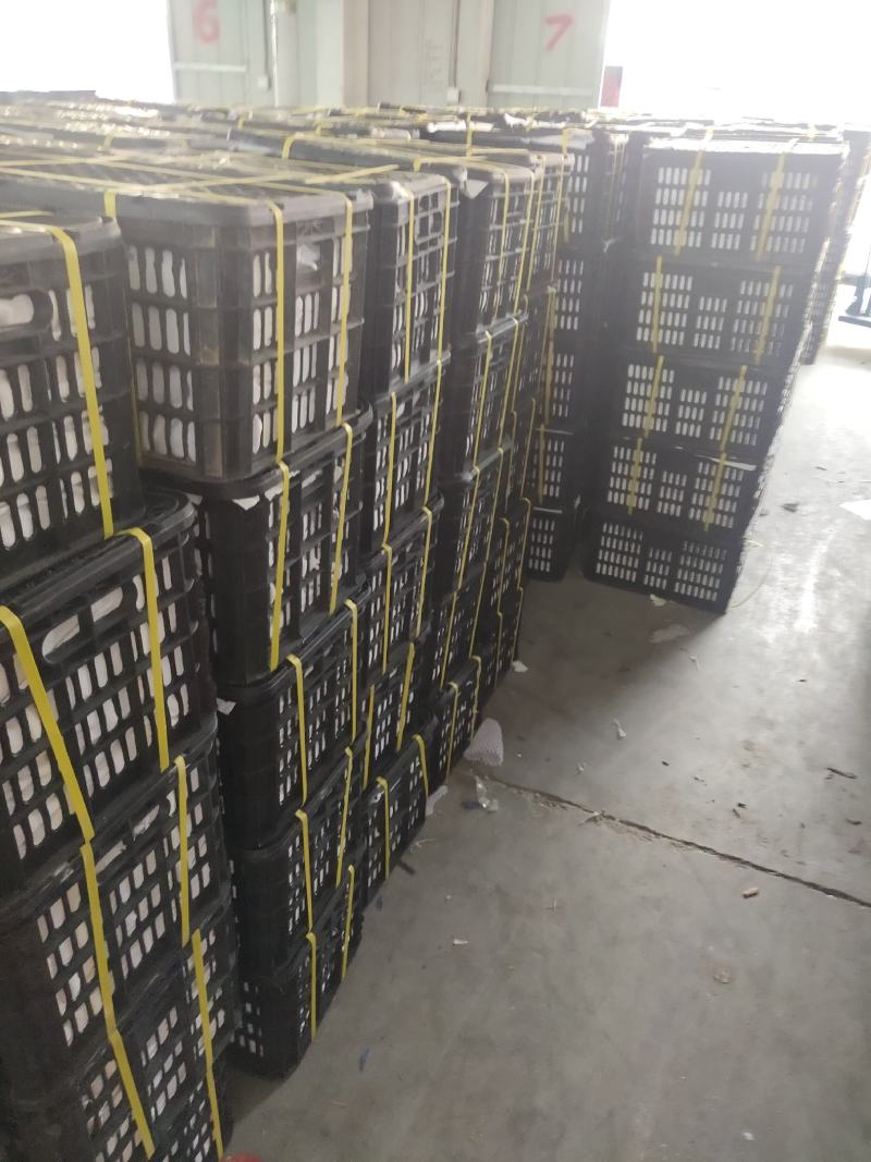 【高碑店新发地-乐航商贸】云南鹰嘴芒