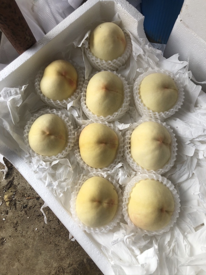 新沂市踢球山、水蜜桃、突围、沙红、白凤、桃五、小日本