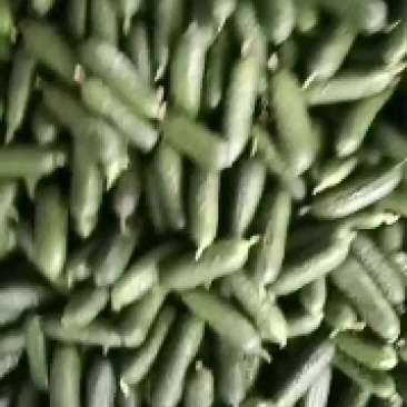 玛莎黄瓜