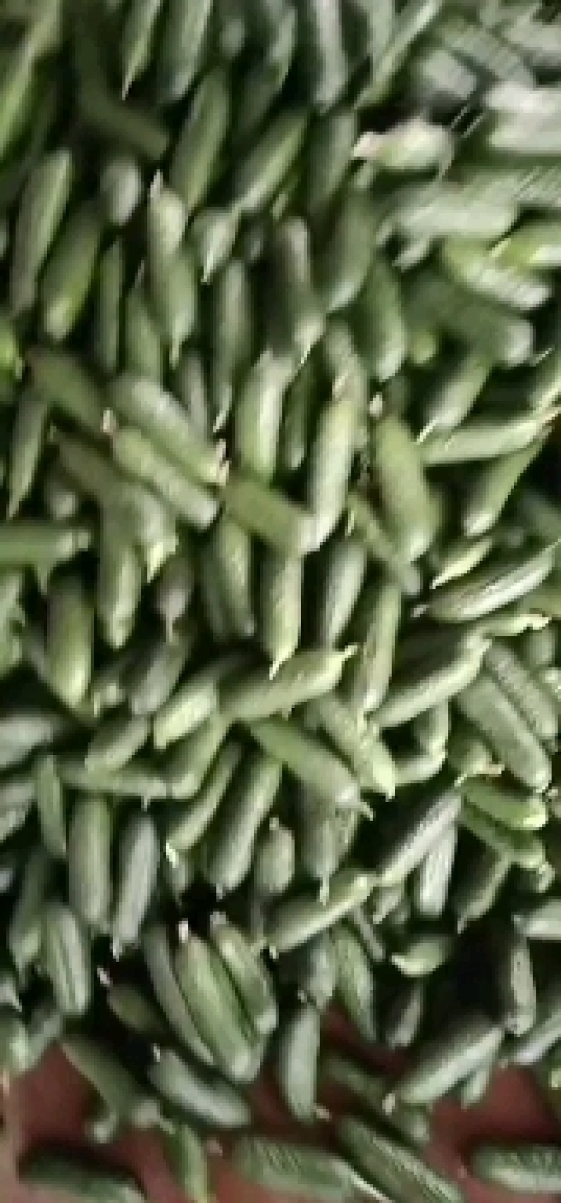 玛莎黄瓜
