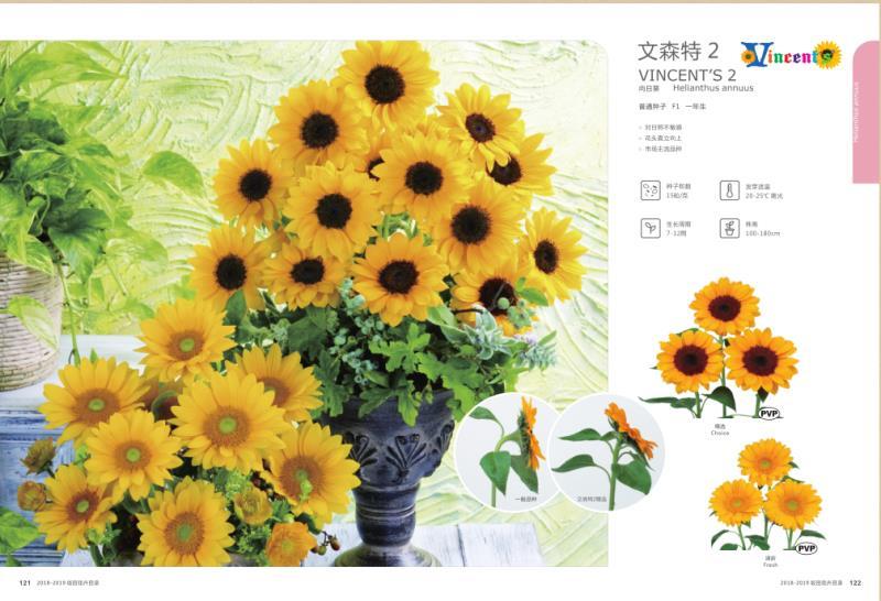文森特精向日葵种子切花日本进口直头教师节母亲节