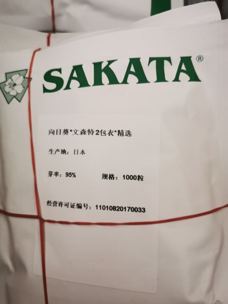 文森特精向日葵种子切花日本进口直头教师节母亲节