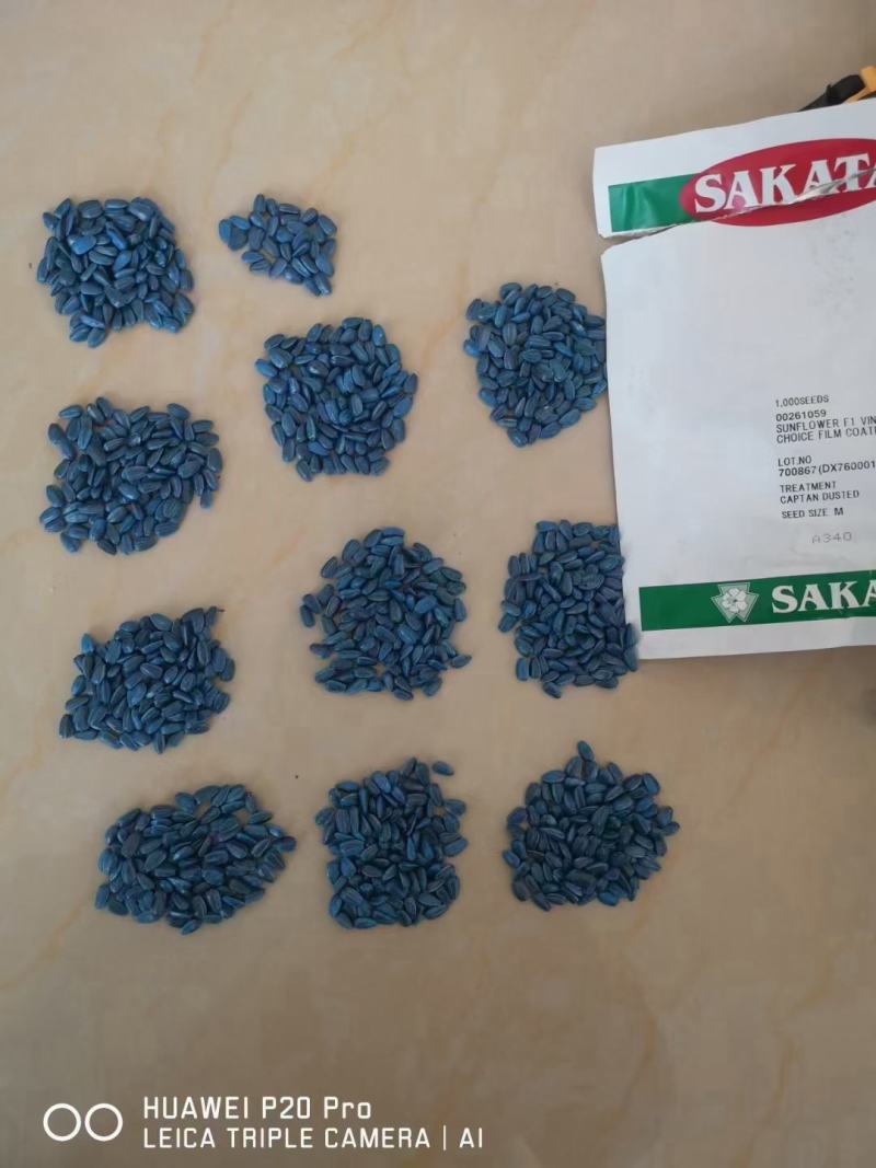 文森特精向日葵种子切花日本进口直头教师节母亲节
