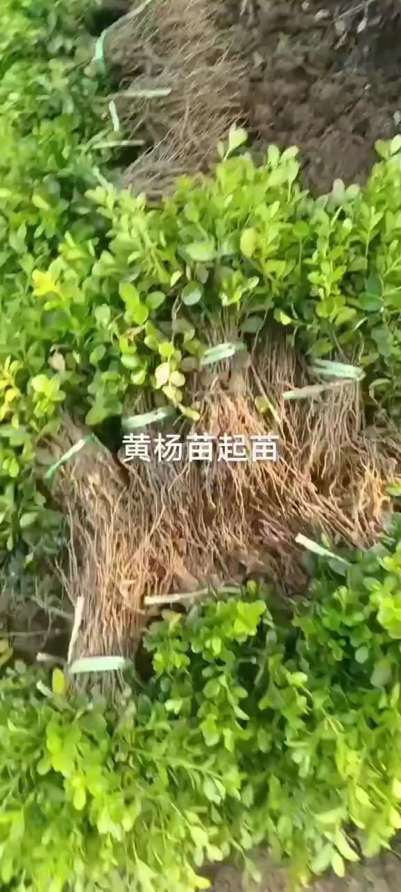 小叶黄杨特价工程苗床苗黄杨树特价成活率高苗质好。