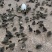 【黑狮头鹅苗】全年供应雷州优质正反季节鹅苗