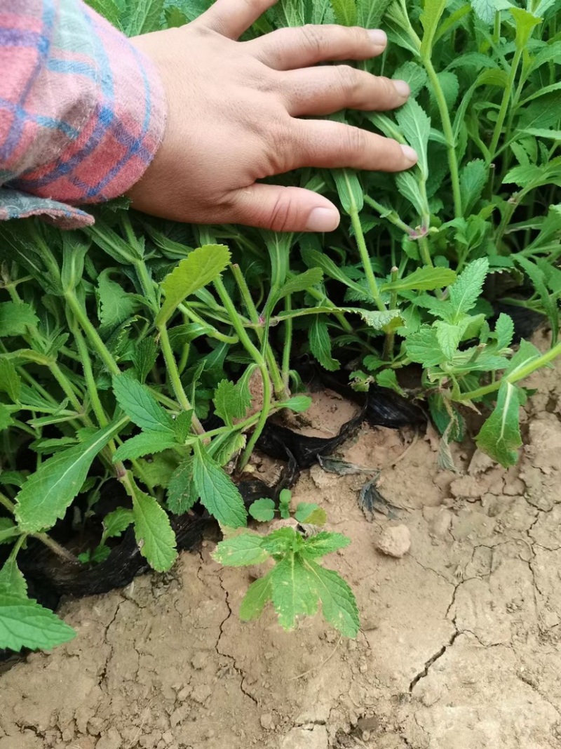 柳叶马鞭草马鞭草苗多年生续根花卉植物用花