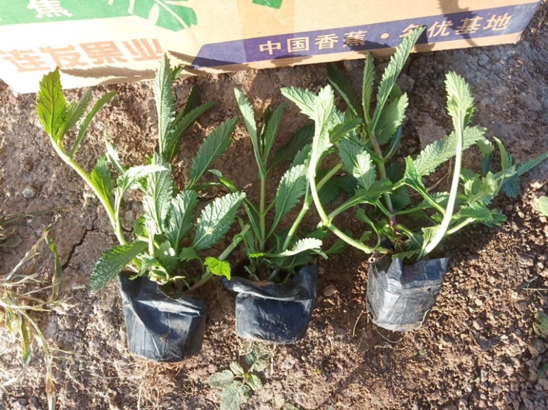 柳叶马鞭草马鞭草苗多年生续根花卉植物用花