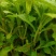 柳叶马鞭草马鞭草苗多年生续根花卉植物用花
