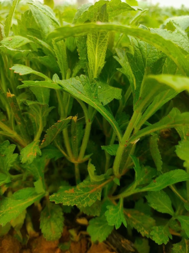 柳叶马鞭草马鞭草苗多年生续根花卉植物用花