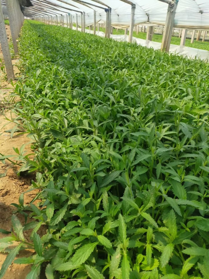 柳叶马鞭草马鞭草苗多年生续根花卉植物用花