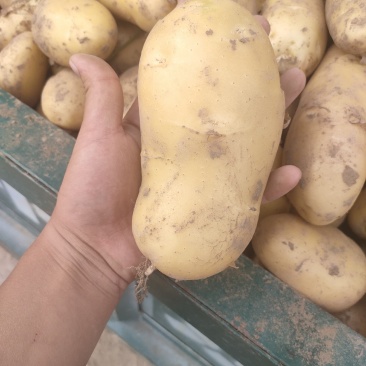 精品土豆荷兰十五土豆市场货电商货加工厂货
