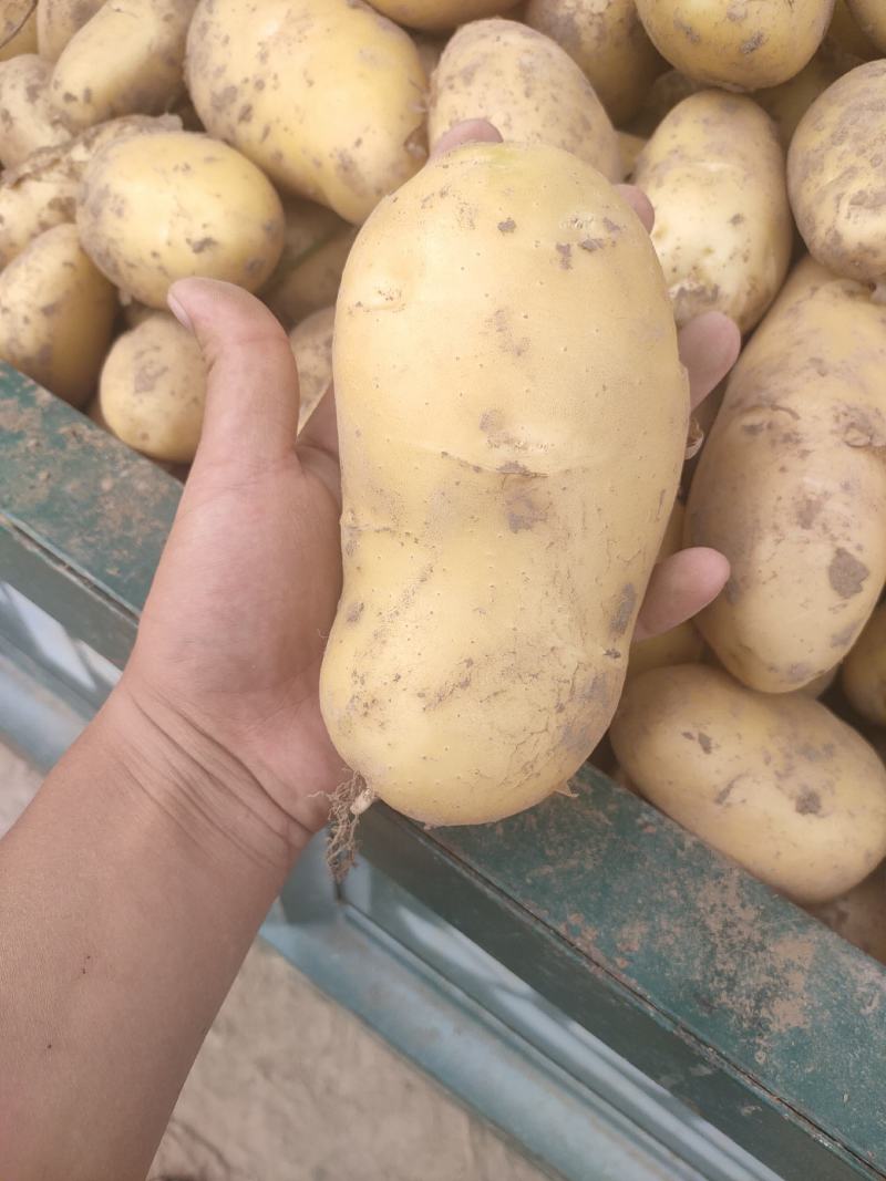 精品土豆荷兰十五土豆市场货电商货加工厂货