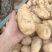 精品土豆荷兰十五土豆市场货电商货加工厂货