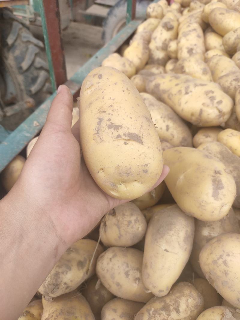 精品土豆荷兰十五土豆市场货电商货加工厂货