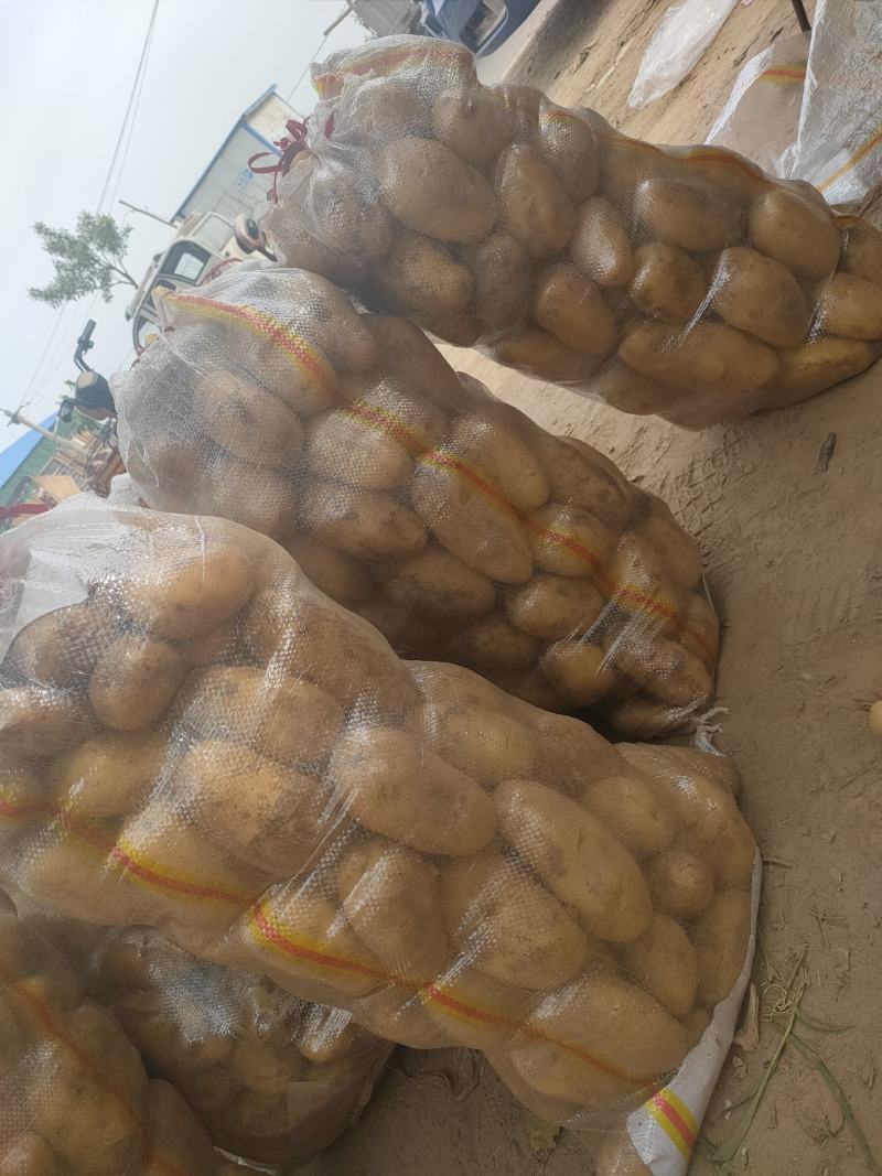 精品土豆荷兰十五土豆市场货电商货加工厂货