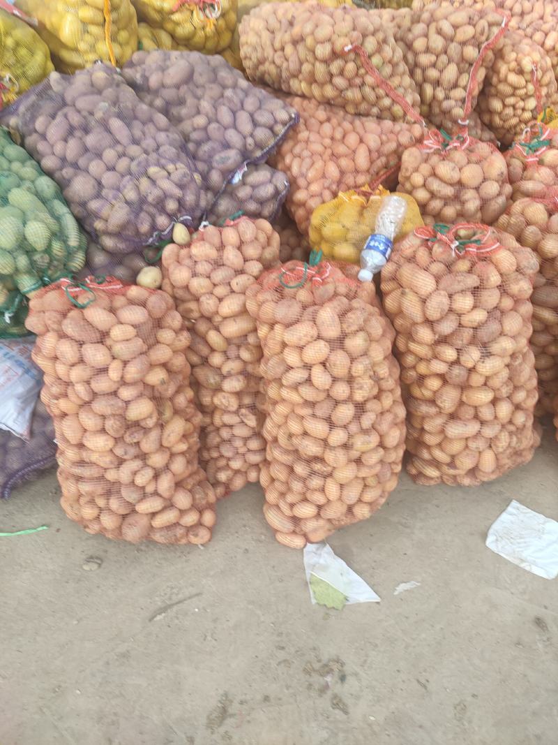 精品土豆荷兰十五土豆市场货电商货加工厂货