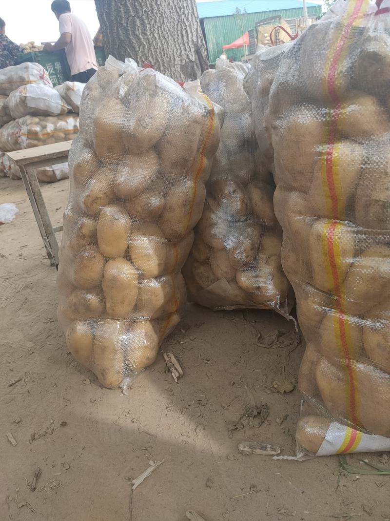 精品土豆荷兰十五土豆市场货电商货加工厂货