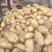 精品土豆荷兰十五土豆市场货电商货加工厂货