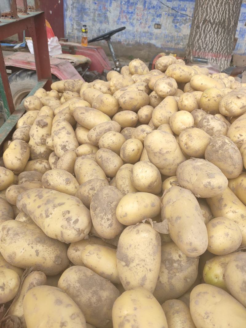 精品土豆荷兰十五土豆市场货电商货加工厂货
