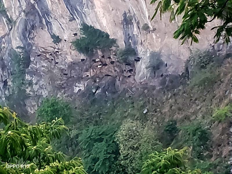 【精选】贵州本地黑山羊农户自家养殖自产自销量大价优