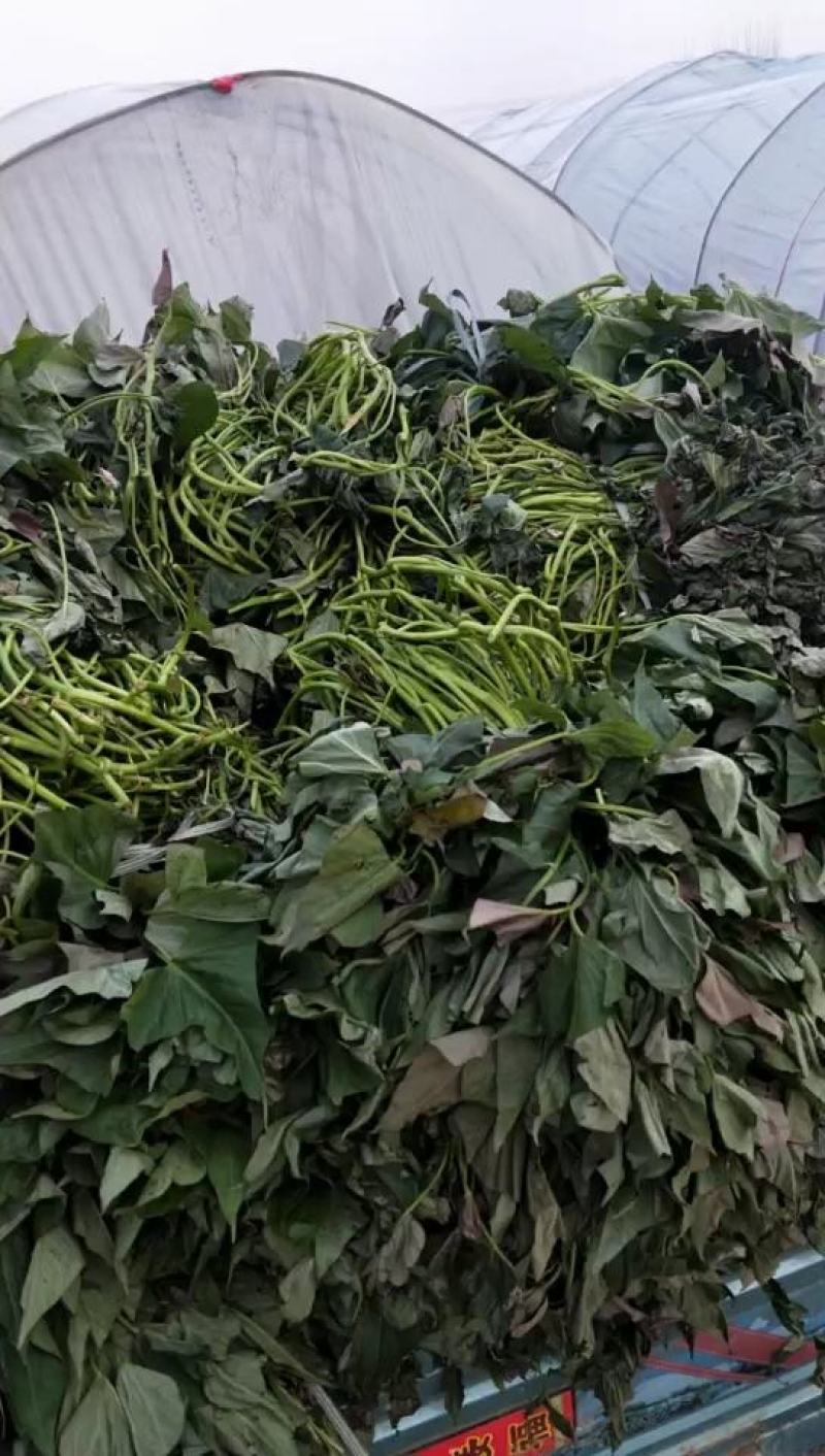 红薯苗