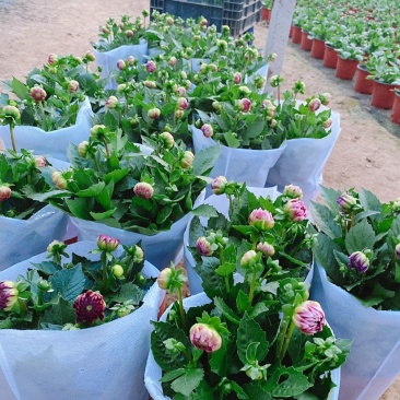 小丽花精品花卉颗型大花色鲜艳多色可选